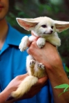 We-have-two-lovely-Fennec-Fox-available-and-Kinkajou-for-sale
