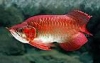 Beautiful-Arowana-Fishes-for-Sale